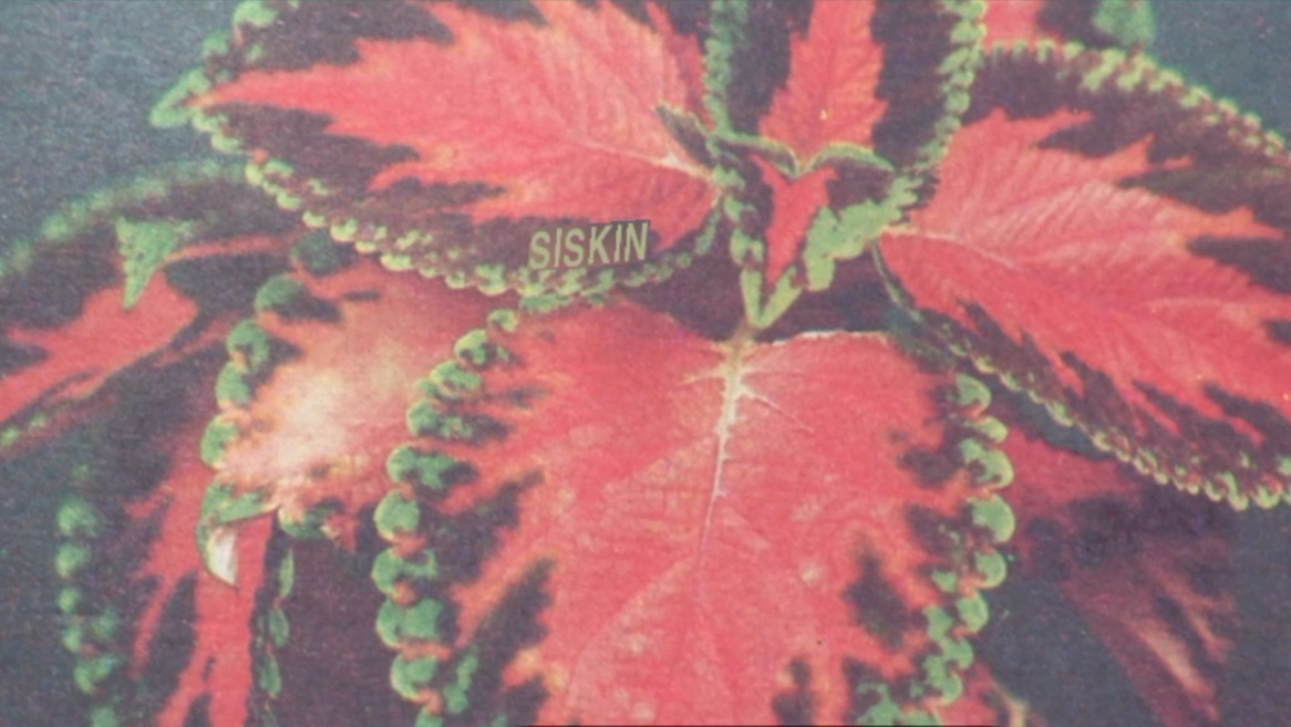 Siskin or a speculative study on the possibility of a language of plants