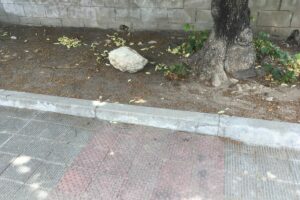 30 de juny, 13:11h 30 de juny, 13:11h: Peu del til·ler que fa ombra al costat de l'estació.
